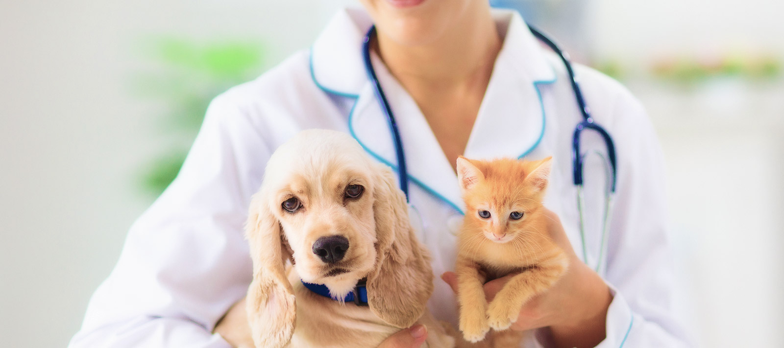 ルクソール動物病院